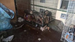 Właściciel schroniska w Sobolewie skazany.