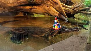 96 lat i w świetnej formie. Marta zaprasza na wyjątkowe przyjęcie