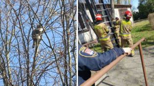 Kot utknął na drzewie przez 3 dni. Interweniowały służby – akcja zakończona sukcesem!