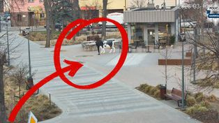 Agresywny 29-latek zatrzymany w Garwolinie – zniszczył figurę i zaatakował policjantów!