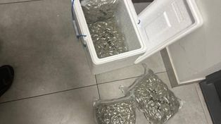 Paczka z Hiszpanii zdradziła wszystko. Narkotykowy proceder przerwany przez policję