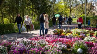 Miasto Ogród w Pile zachwyca. Drugi dzień wielkiej wystawy na Wyspie