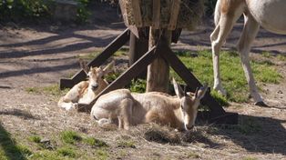 Radosna nowina z ZOO Płock. Urodził się kolejny oryks szablorogi