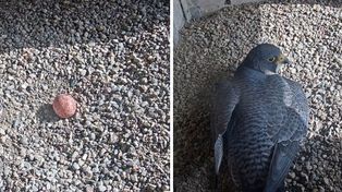 Kolejne pokolenie płockich sokołów już w drodze!