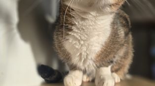 Twój kot oszalał na punkcie kremowych tubek? Naukowcy wyjaśniają, dlaczego ma to sens