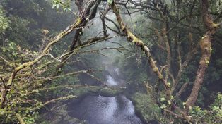 Madera: Levada do Furado – zielony szlak przez serce lasu laurowego (PR10)