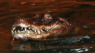 96 lat i w świetnej formie. Marta zaprasza na wyjątkowe przyjęcie