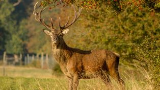 "Strzał w ciemności – tragiczna pomyłka na nocnym polowaniu"