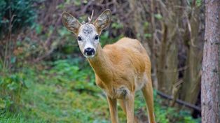 Uwaga na dzikie zwierzęta na drogach. Kolejne zdarzenie w regionie