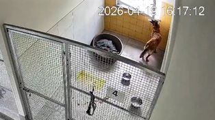 Ten piesek uciekł ze schroniska. Wszystko nagrały kamery (WIDEO)