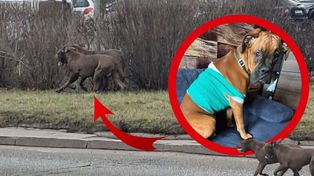 Kolejny atak agresywnych psów w Płocku. Mieszkańcy boją się o bezpieczeństwo!