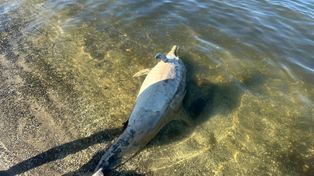 Martwy delfin na plaży nad Zalewem Szczecińskim. Coraz więcej waleni w Bałtyku