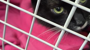 Czy kot może mieć traumę? Te objawy powinny cię zaniepokoić