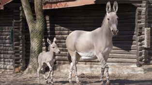 Nowa mieszkanka ZOO Płock – urocza ośliczka już zachwyca odwiedzających