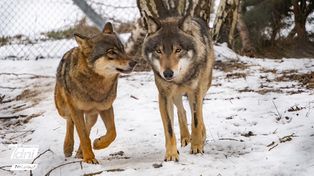 Wilk w sąsiedztwie: Postrach czy naturalny sąsiad? Ważna konferencja w Pile