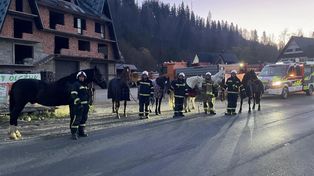 Podhale: Konie na gigancie