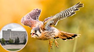 Piła: Rozbiórka byłej komendy policji wstrzymana. Wszystko przez... ptaki