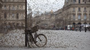 Pszczoły przejęły rower przed Luwrem. Tysiące owadów sparaliżowały wejście do metra