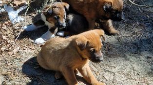 Porzucone w lesie szczenięta uratowane. Szybka reakcja policjantów zapobiegła tragedii