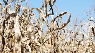 Zasuszony pierwszy kwartał, skutki mogą być dramatyczne!