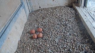 Ile piskląt przybędzie w Płocku? Sokoły wędrowne z ORLEN zniosły już 4 jaja!