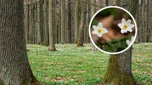 Biały dywan w lasach. Ruszył spektakl, na który czekaliśmy cały rok!