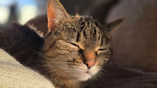 Czy Twój kot naprawdę jest szczęśliwy? Sprawdź, czego może Ci brakować w tej relacji