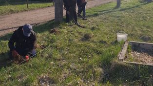 50 świerków na 50 urodziny gminy