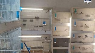 Nielegalna hodowla ptaków w mieszkaniu. Policja zabezpieczyła chronione gatunki