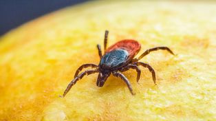 Nowy gatunek kleszcza w Polsce. "Poluje aktywnie" i może zaskoczyć nawet ostrożnych