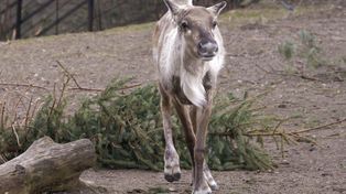 Nowy mieszkaniec w ZOO Płock prosto z północy - poznajcie Merkita, młodego renifera fińskiego!