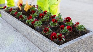 Kolorowa metamorfoza miasta. Ruszyło sadzenie kwiatów w Płocku