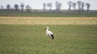 PILNE: Wiosna oficjalnie tu jest! Pierwsze bociany zameldowały się w Północnej Wielkopolsce