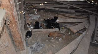 "18 psów w koszmarnych warunkach i nielegalna broń". 59-latek z Opolszczyzny usłyszał trzy poważne zarzuty