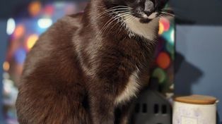 Kołtun w sierści kota. Nożyczki to nie rozwiązanie