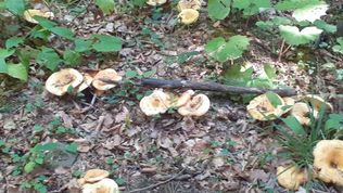  Agroturystyka Pod Złotą Wiechą