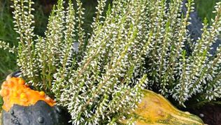  Apartament Slowly Zamość - na wyłączność, z ogrodem