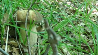  Agroturystyka Pod Zielonym Wzgórzem