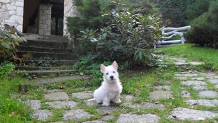 Vacanza con cane Noce i Dnie Pokoje i Apartamenty