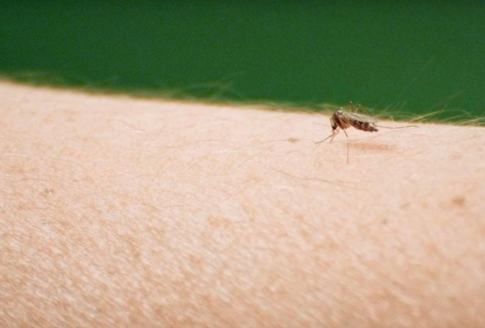 Sposoby na odstraszenie komarów. Leśnicy radzą, co działa najlepiej