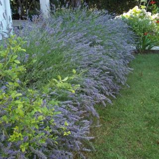 Apartman Duškica Petrčane (2)