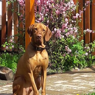 Puzzle Apartman Gyula (3)