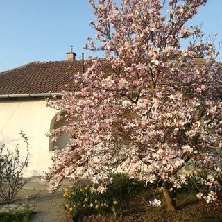 Katinka Vendégház Tiszadob (3)