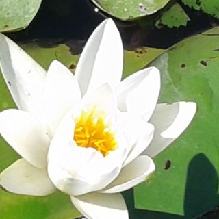 Kis Apartman Tiszafüred (2)