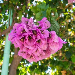 Apartment Luketa Primosten (2)