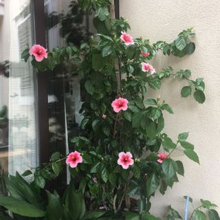 Apartmanok A Tenger Mellett Mirca, Brac - 2886 Mirca (4)