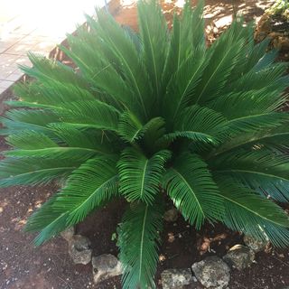 Apartmanok A Tenger Mellett Mirca, Brac - 2886 Mirca (5)