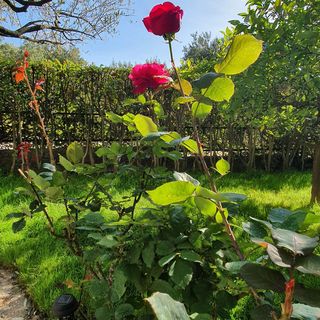 Apartmanok Parkolóhellyel Podaca, Makarska - 6055 Podaca (5)