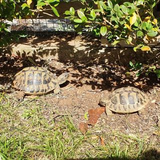 Apartmanok Parkolóhellyel Podaca, Makarska - 6055 Podaca (4)