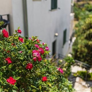 Robinzoni Apartmanok A Tenger Mellett Öböl Torac, Hvar - 8653 Torac (4)